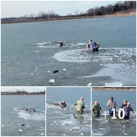 Genuine Moments: Rescue Worker Safely Retrieves Dog from Perilous Waters