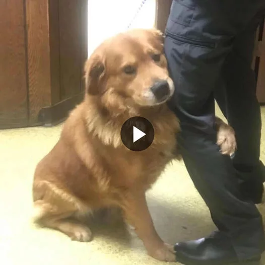 Heartwarming Bond: Abandoned Dog Finds a Hero in Walmart Parking Lot